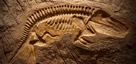 carbon dating of dinosaur fossils